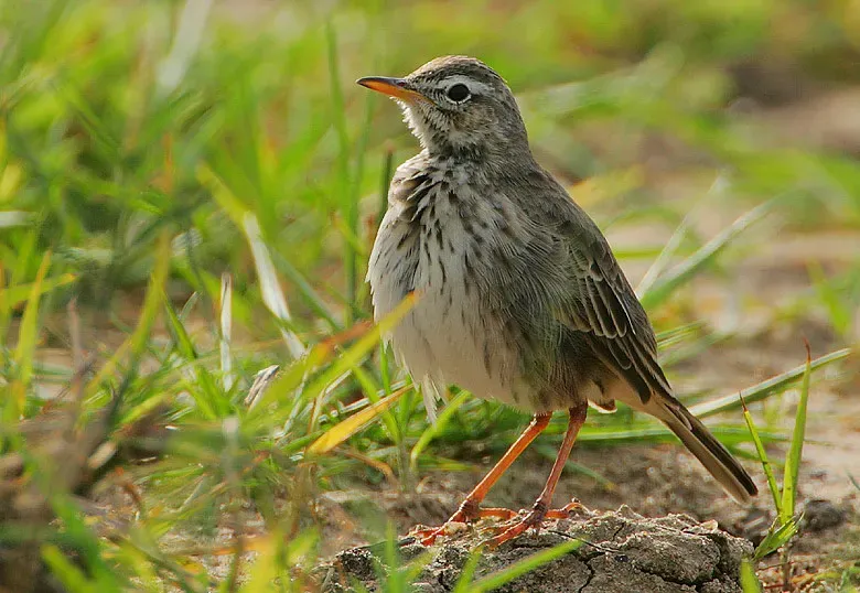 File:Flickr - Rainbirder - Malindi Pipit (Anthus melindae) (2).jpg