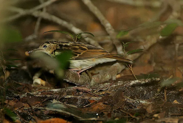 File:Flickr - Rainbirder - Sokoke Pipit (Anthus sokokensis) with a snail (1).jpg