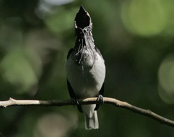 File:Flickr - Rainbirder - Bearded Bellbird (Procnias averano) male in full call (1).jpg