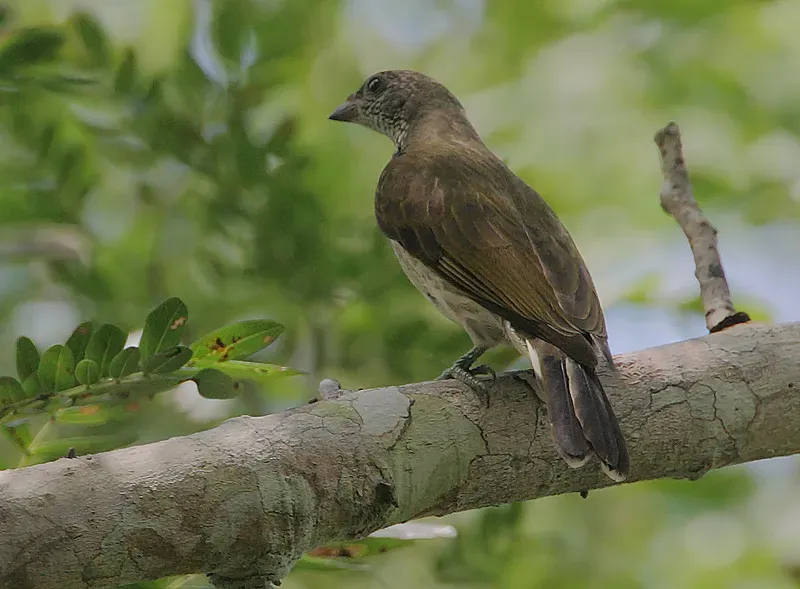 File:Flickr - Rainbirder - Scaly-throated Honeyguide (Indicator variegatus) (2).jpg