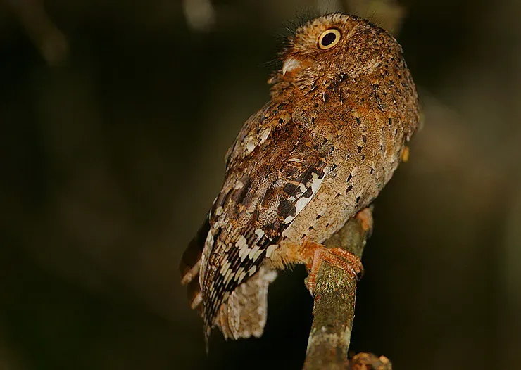 File:Flickr - Rainbirder - Sokoke Scops Owl (Otus ireneae) (1).jpg