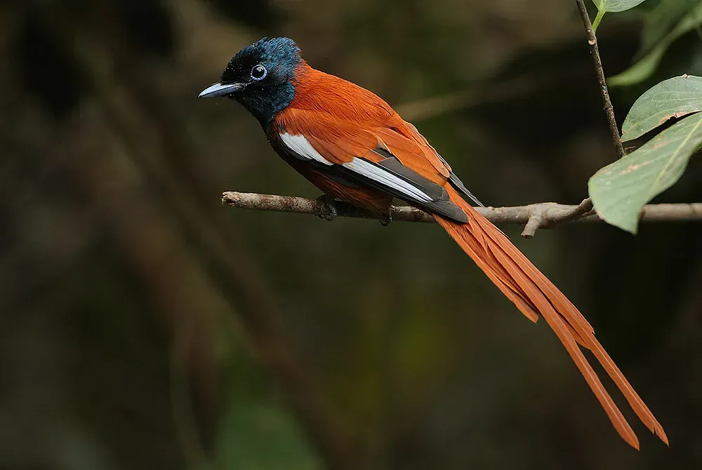 File:Flickr - Rainbirder - Red-bellied Paradise Flycatcher (Terpsiphone rufiventer) male (1).jpg