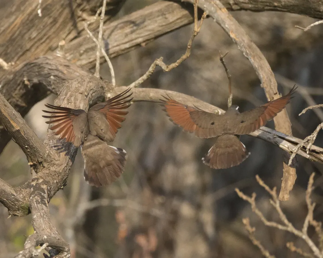 File:Tambourine Dove (Turtur tympanistria) (21817894023).jpg