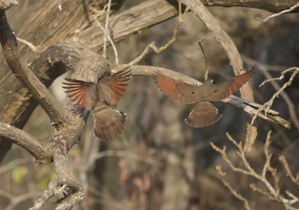 File:Tambourine Dove ( Turtur tympanistria) (22258048931).jpg