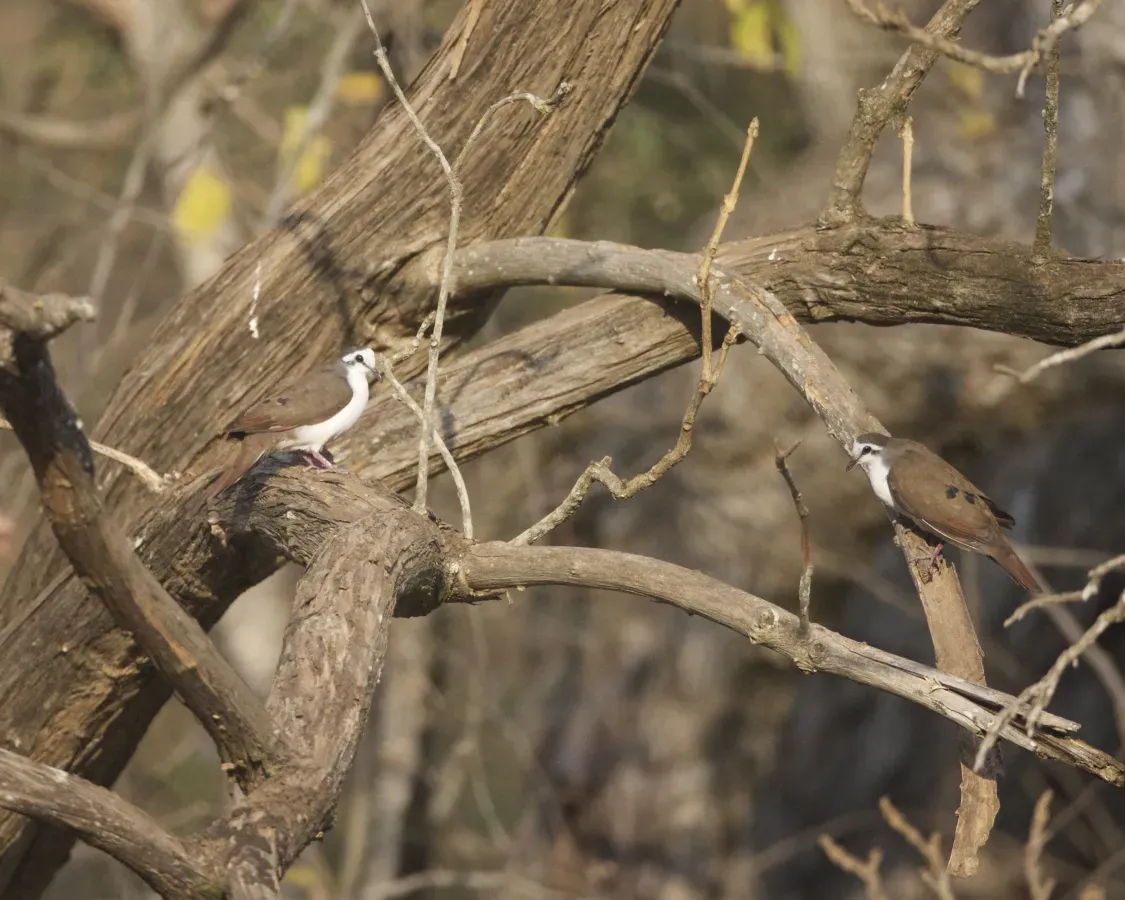 File:Tambourine Dove ( Turtur tympanistria) (22060696509).jpg