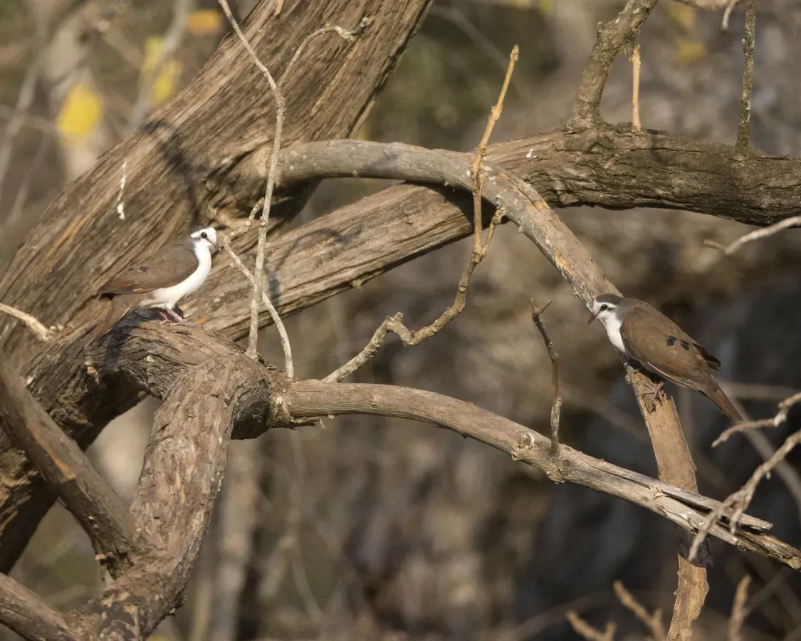 File:Tambourine Dove (Turtur tympanistria) (22439026055).jpg