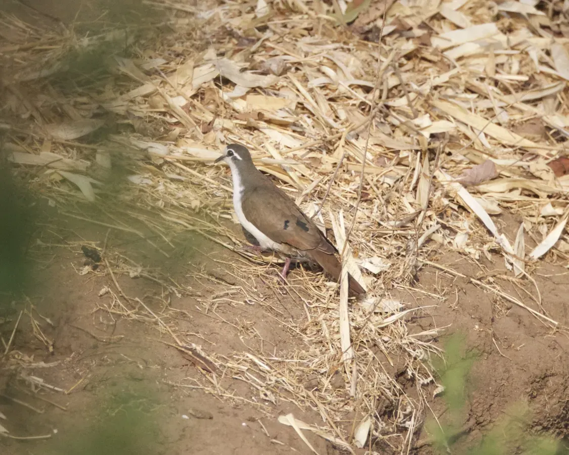 File:Tambourine Dove ( Turtur tympanistria) (21467705863).jpg