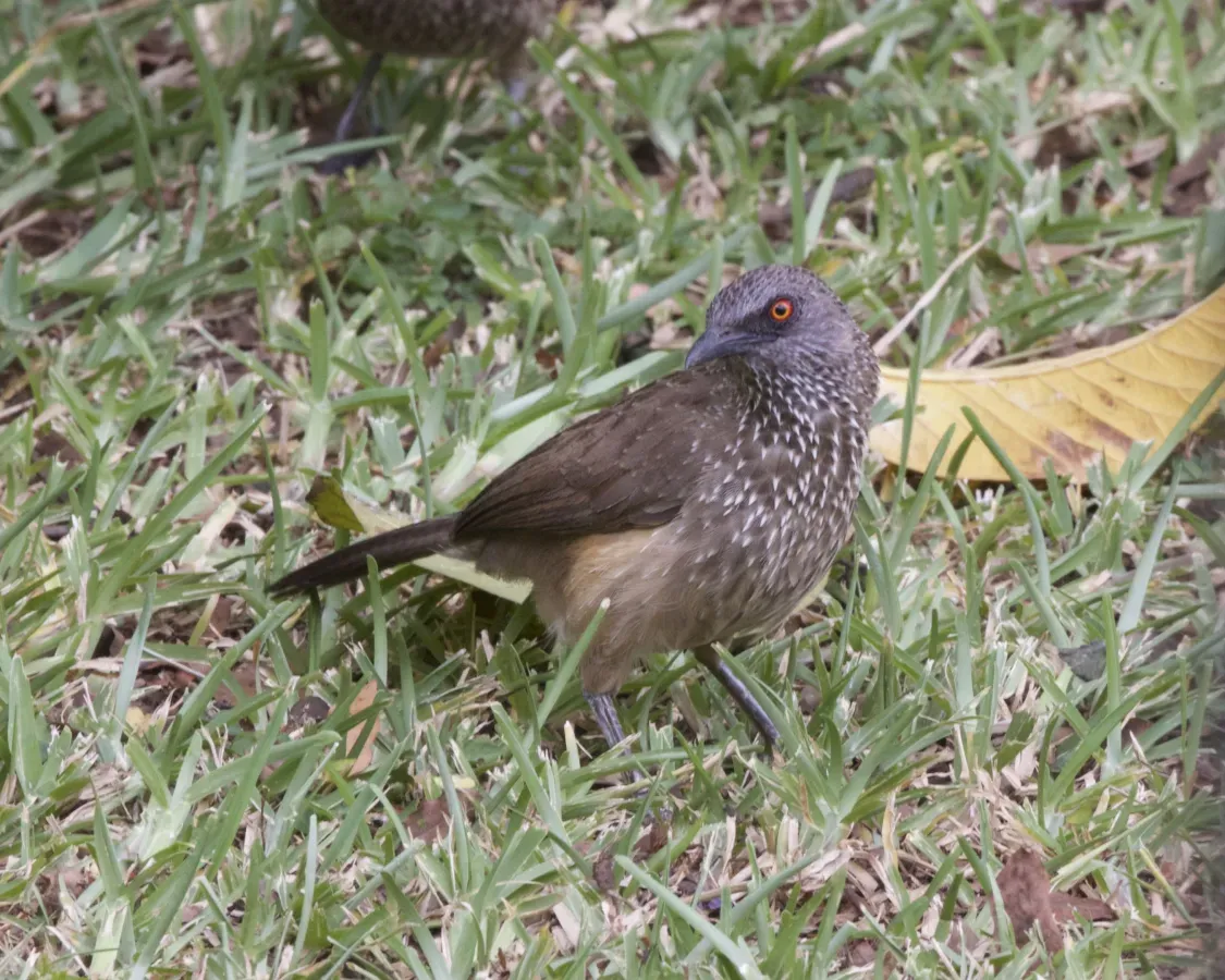 File:Arrow-marked Babbler (Turdoides jardineii) (21626168403).jpg