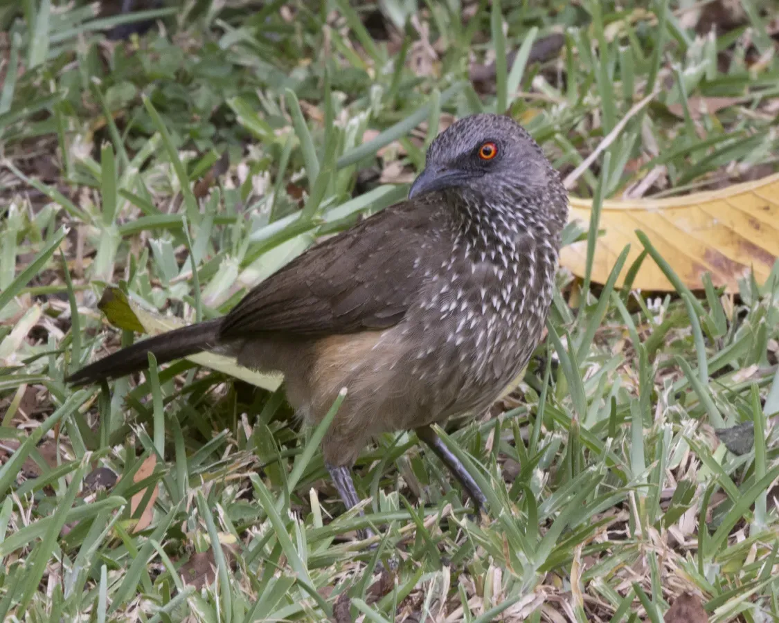 File:Arrow-marked Babbler Turdoides jardineii (22251321028).jpg