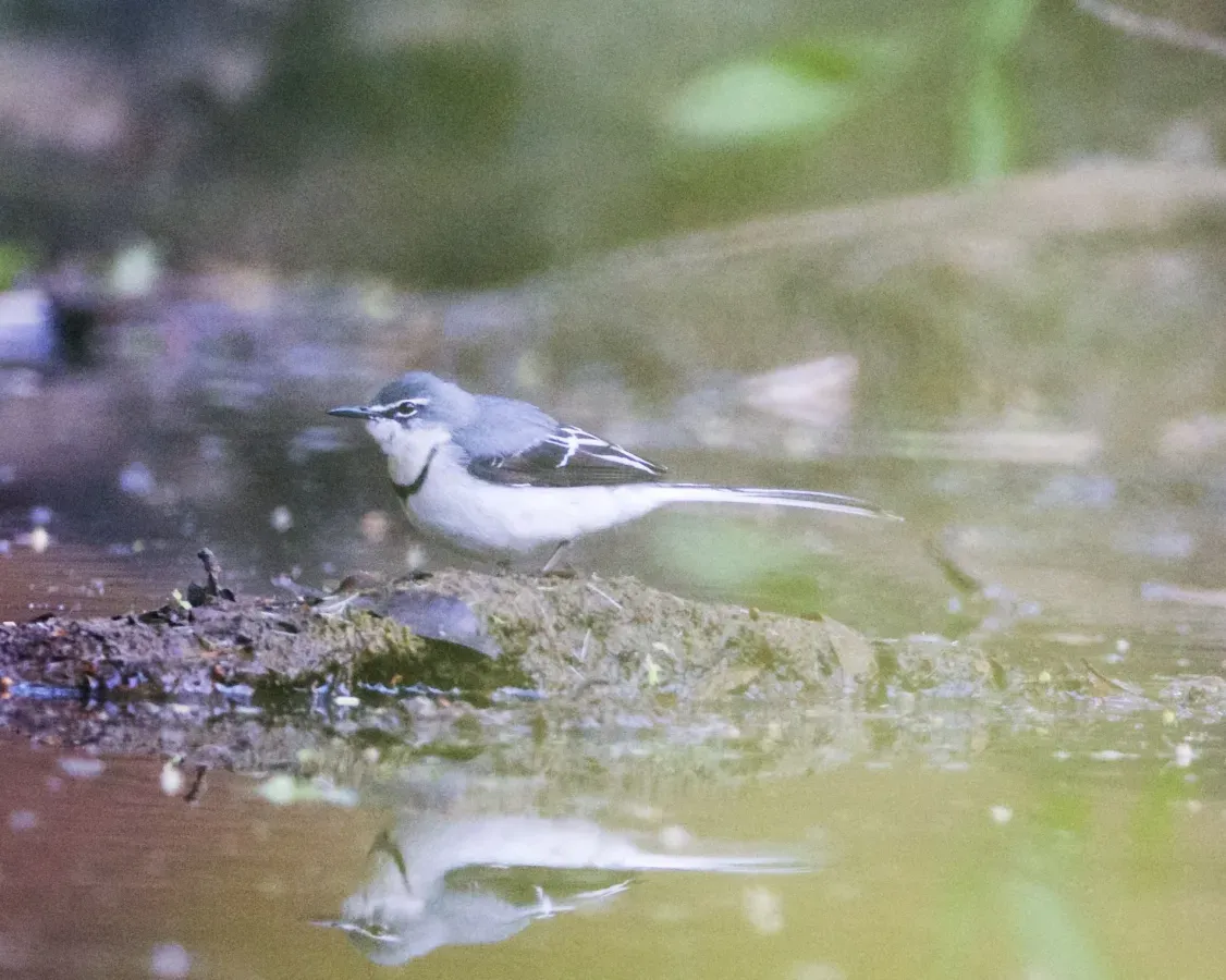 File:Mountain Wagtail (Motacilla clara) (22247584875).jpg