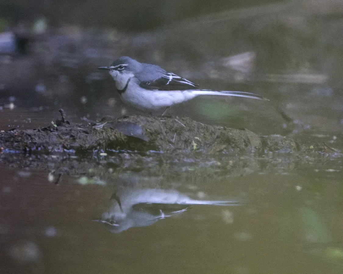 File:Mountain Wagtail (Motacilla clara) (22439024395).jpg