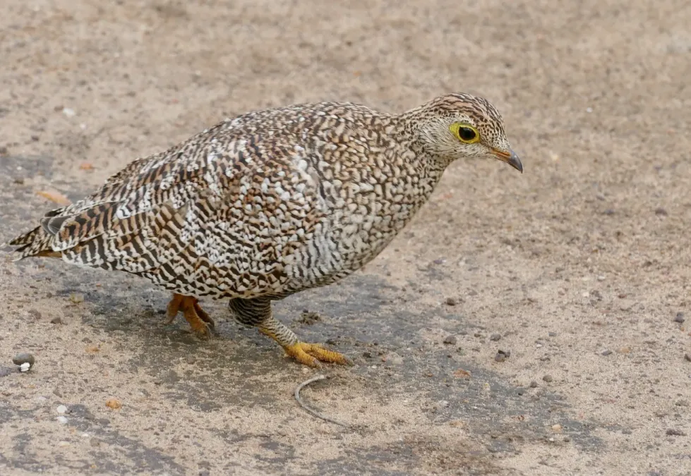 File:Double-banded Sandgrouse (Pterocles bicinctus) female ... (52158566754).jpg