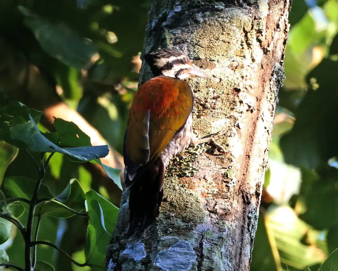 File:Himalayan Flameback (Dinopium shorii) (21601755095).jpg