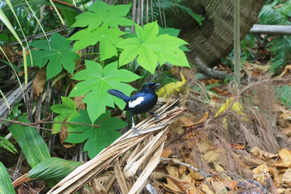 File:Copsychus sechellarum -Seychelles-8 (4).jpg