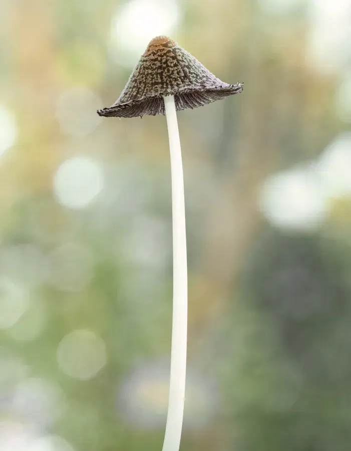 File:Coprinopsis lagopus-2-20220513-RM-100643.jpg