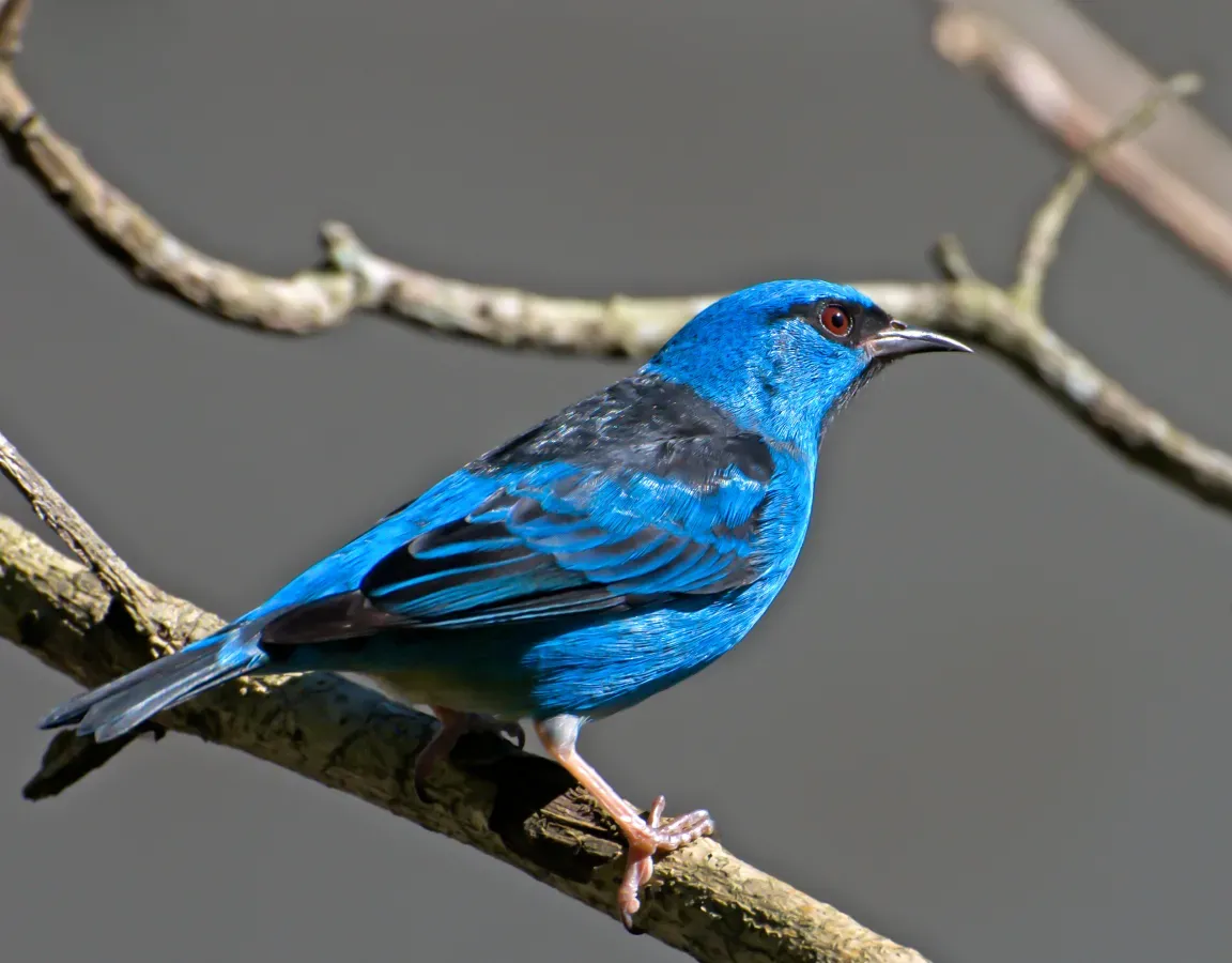 File:Dacnis cayana -Vale do Ribeira, Registro, Sao Paulo, Brasil-8.jpg