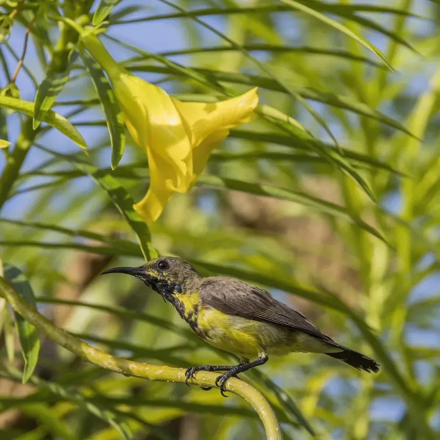 File:Olive-backed sunbird (Cinnyris jugularis flammaxillaris) male eclipse plumage Phi Phi.jpg