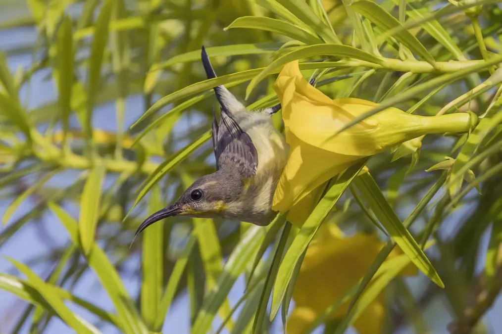File:Olive-backed sunbird (Cinnyris jugularis flammaxillaris) female Phi Phi 2.jpg