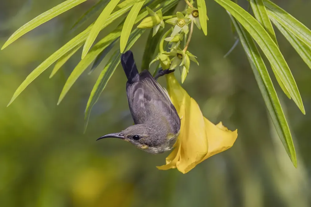 File:Olive-backed sunbird (Cinnyris jugularis flammaxillaris) female Phi Phi.jpg