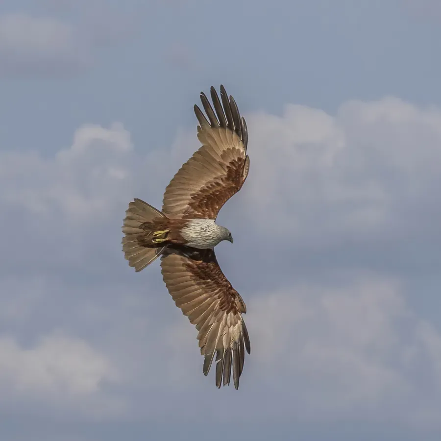 File:Brahminy kite (Haliastur indus intermedius) in flight Phang Nga 2.jpg
