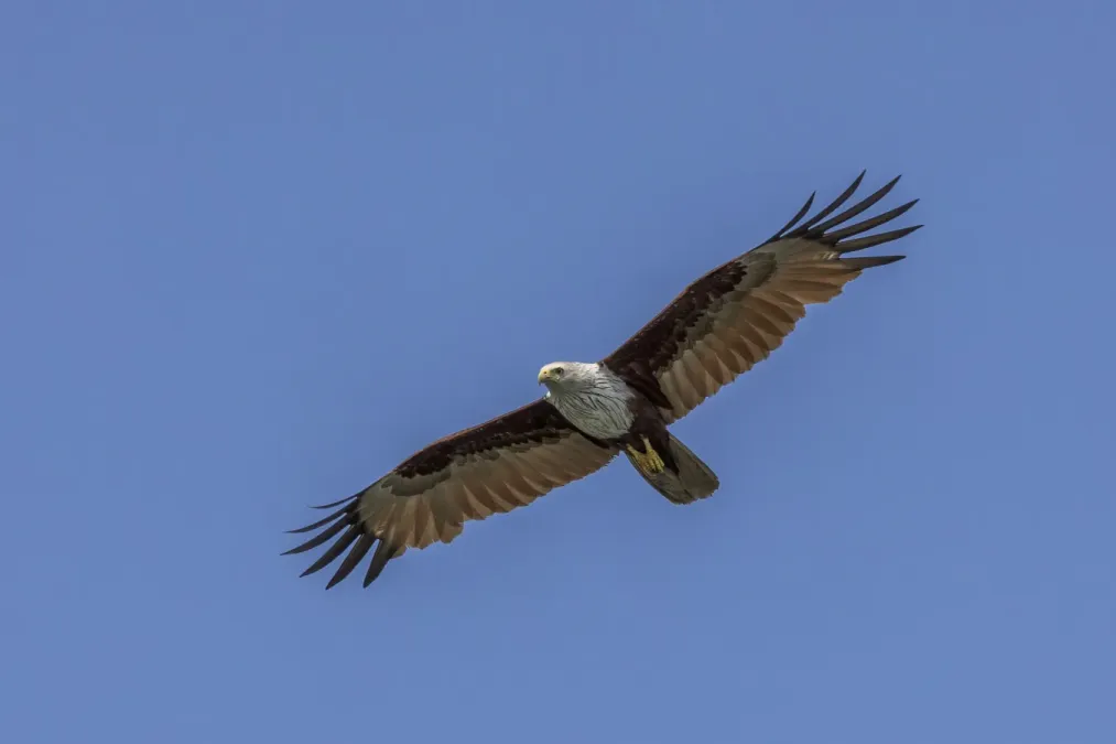 File:Brahminy kite (Haliastur indus intermedius) in flight Phang Nga.jpg