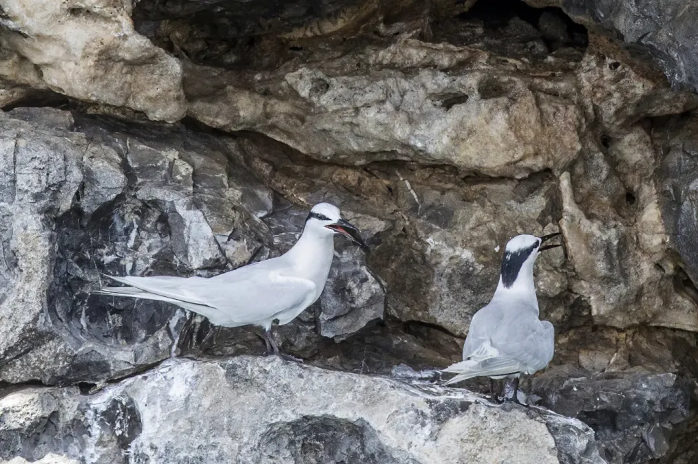 File:Black-naped terns (Sterna sumatrana sumatrana) pair Ko Bi Da.jpg