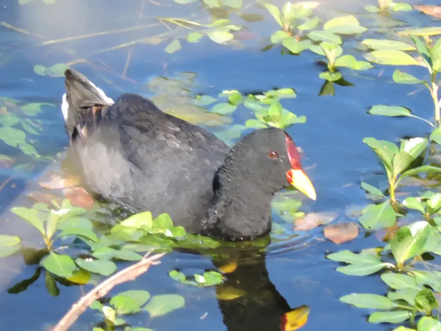 File:Gallareta Escudete Rojo (7) ( Fulica rufifrons).jpg