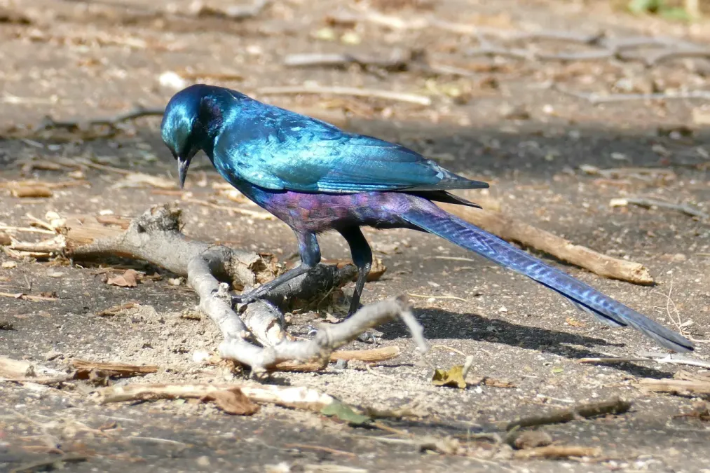 File:Meves's Starling (Lamprotornis mevesii) (52176541788).jpg