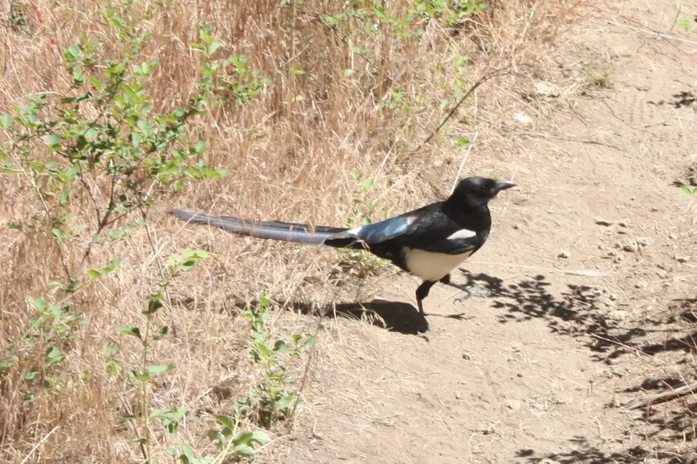 File:Black-billed magpie (Pica hudsonia) Smith Rock State Park 3.jpg