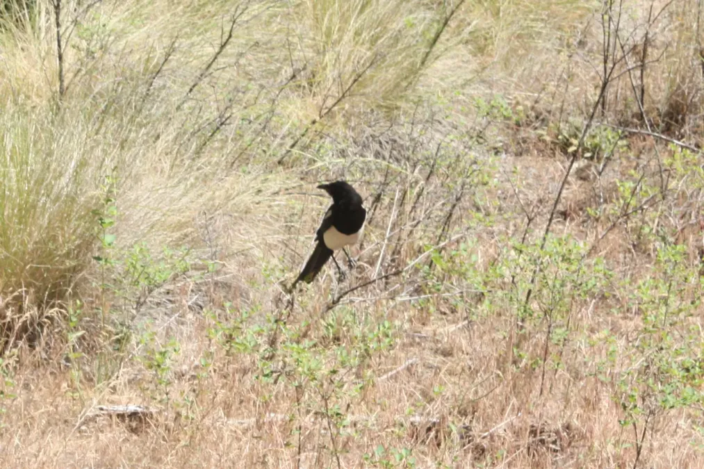 File:Black-billed magpie (Pica hudsonia) Smith Rock State Park 2.jpg