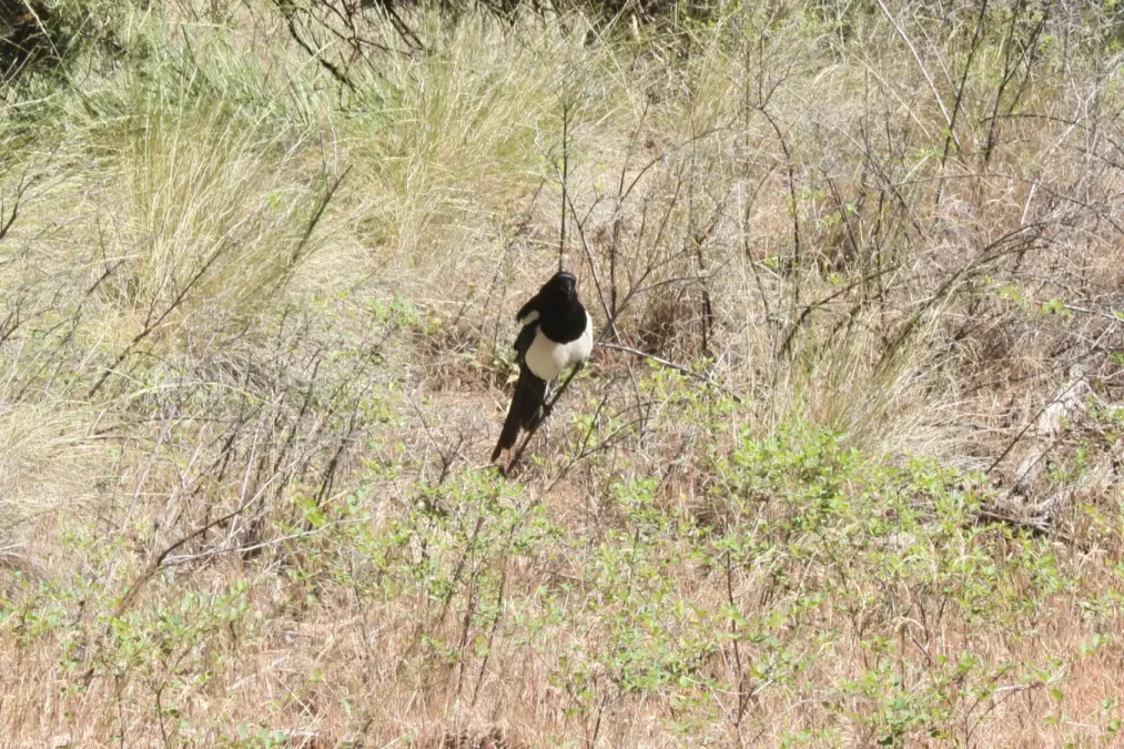 File:Black-billed magpie (Pica hudsonia) Smith Rock State Park 1.jpg