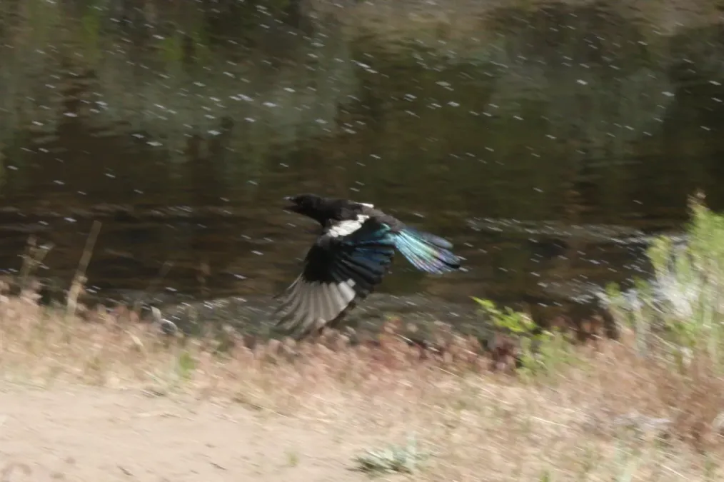 File:Black-billed magpie (Pica hudsonia) Smith Rock State Park 4.jpg