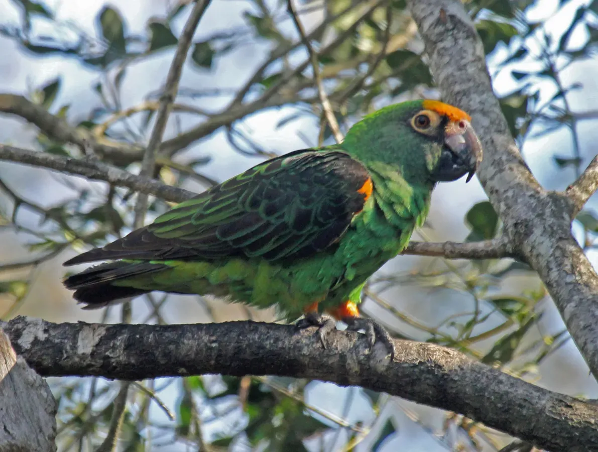 File:Poicephalus gulielmi -Birds of Eden, South Africa-8a.jpg