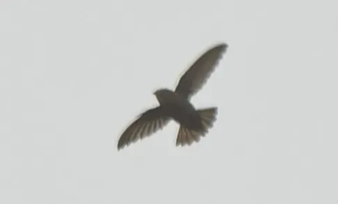 File:Chaetura martinica in Martinique.jpg