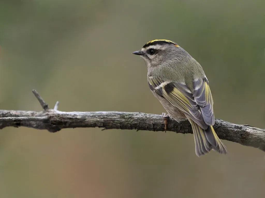 File:Regulus satrapa -Canada-8a.jpg