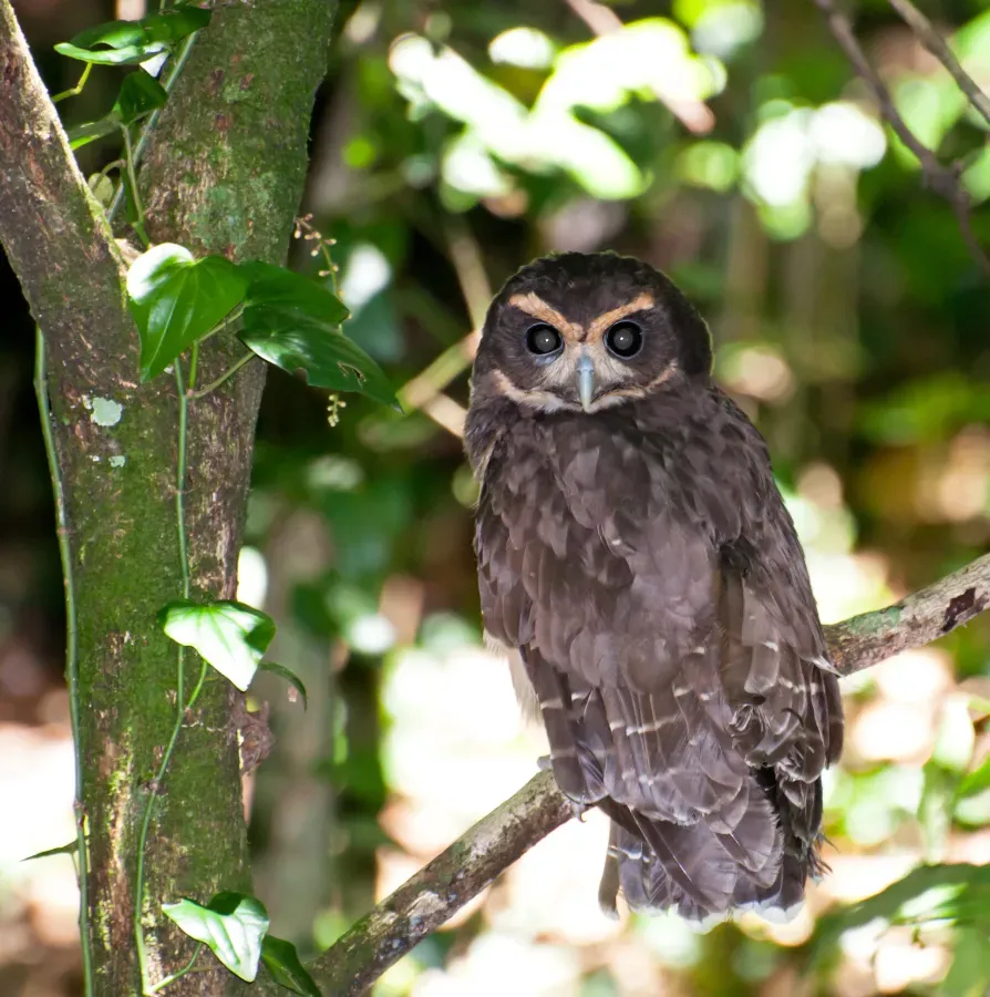File:Pulsatrix koeniswaldiana -Parque Estadual da Serra da Cantareira, Sao Paulo, Brasil-8.jpg