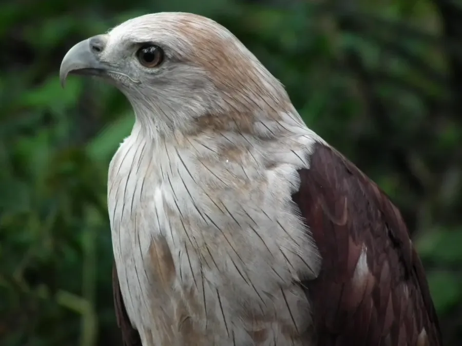 File:Haliastur indus -Kerala, India -upper body-8.jpg