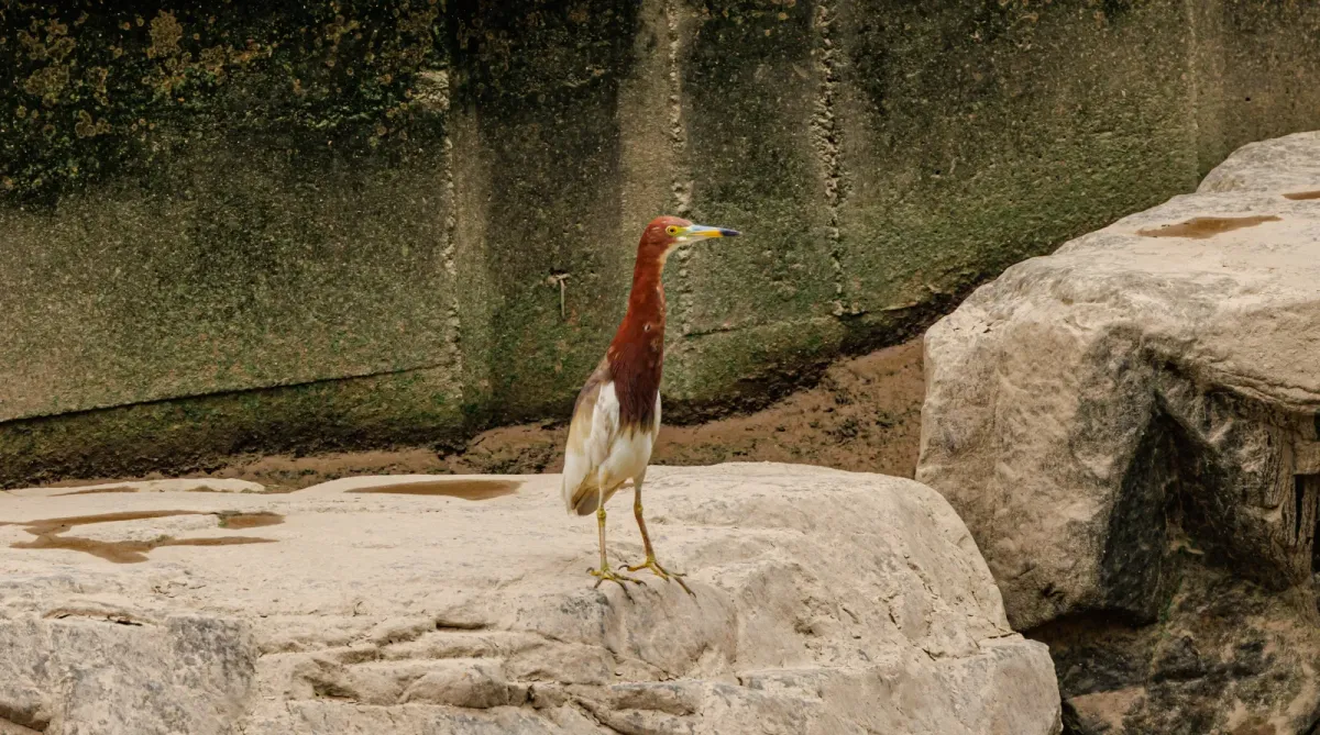 File:Ardeola bacchus (26).jpg