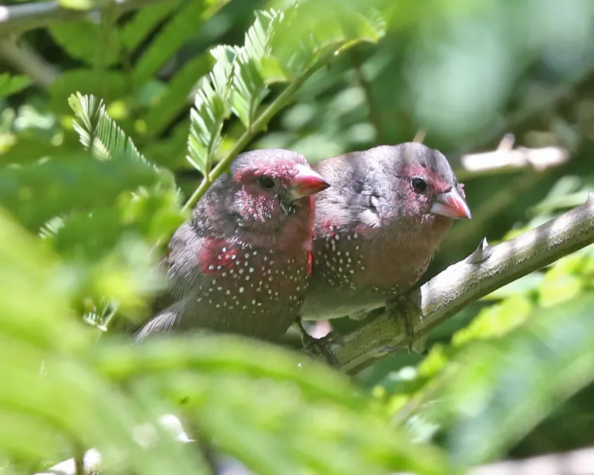 File:Red-billed Firefinch (Lagonosticta senegala).jpg