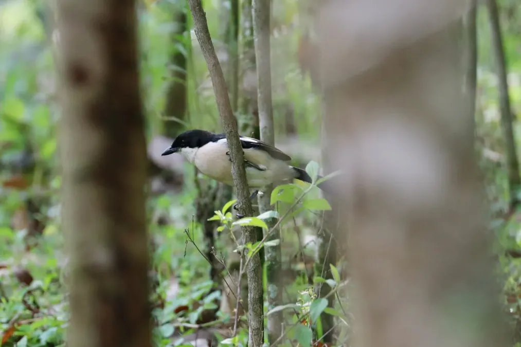 File:Ethiopian Boubou (Laniarius aethiopicus), Sidama, Ethiopia 1.jpg