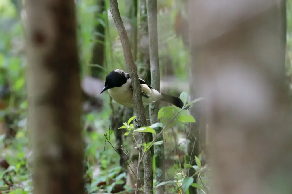 File:Ethiopian Boubou (Laniarius aethiopicus), Sidama, Ethiopia 2.jpg