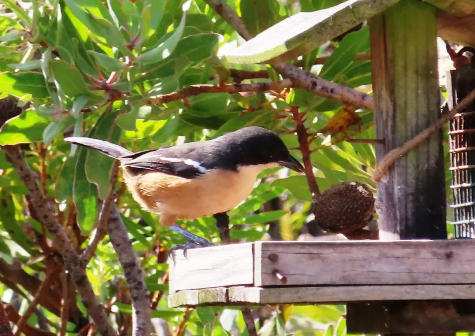 File:Laniarius ferrugineus 195664307.jpg
