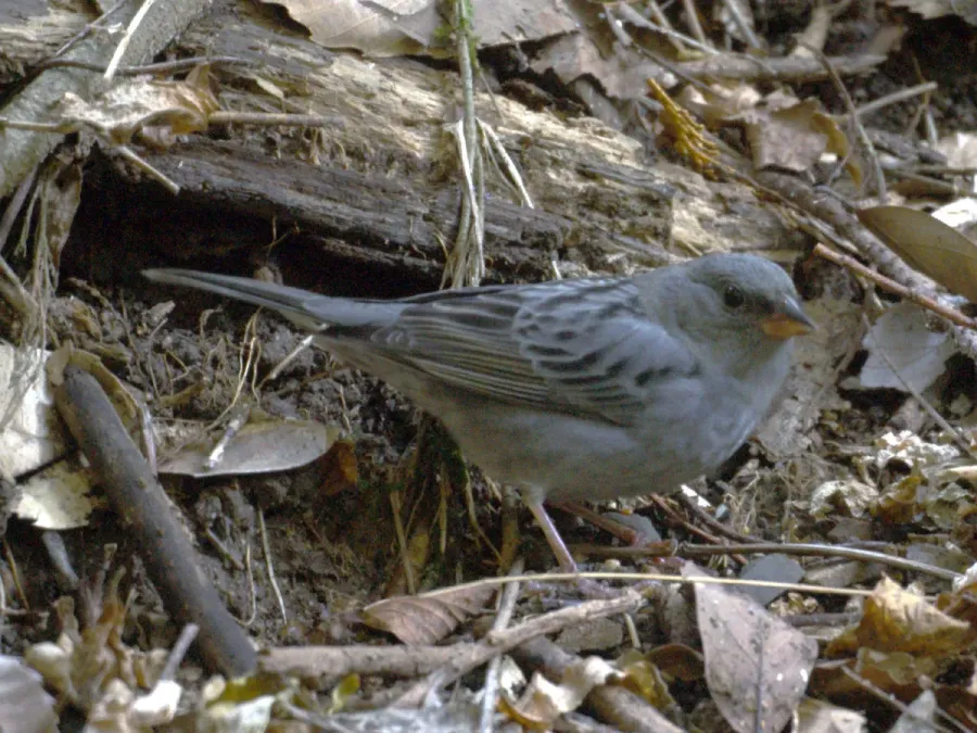 File:Emberiza variabilis 1.jpg