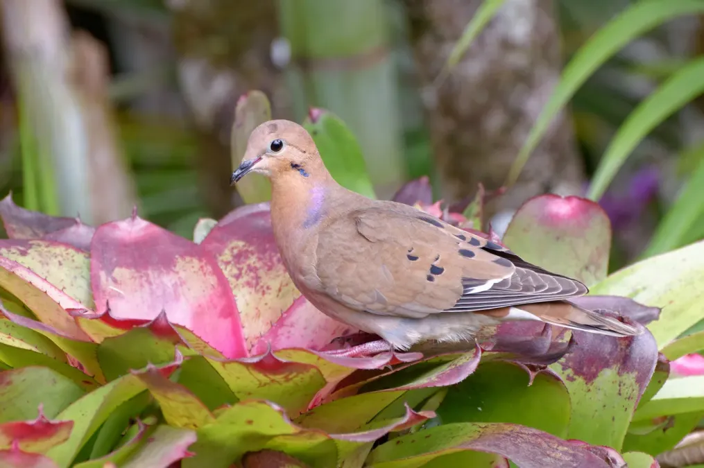 File:Zenaida aurita Jardin de Balata Martinique.jpg