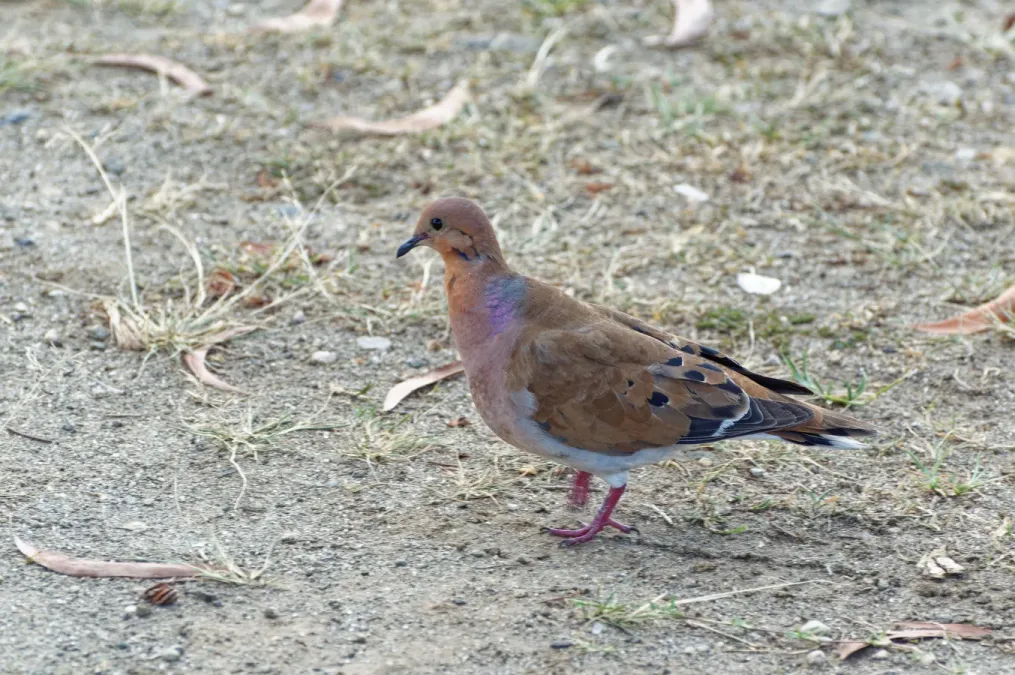 File:Zenaida aurita Martinique.jpg