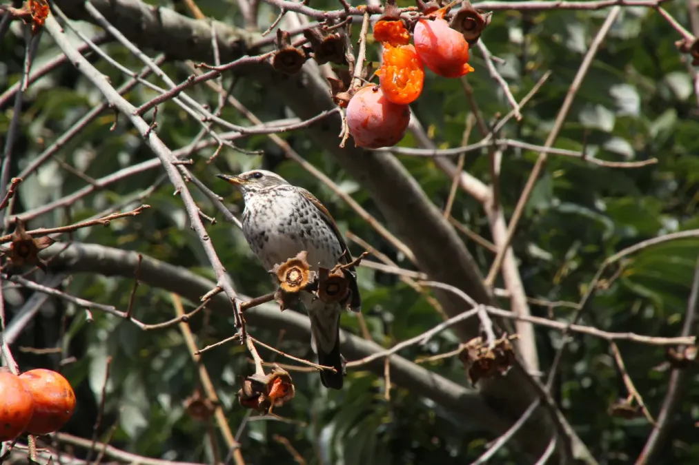 File:Turdus cardis pose.jpg