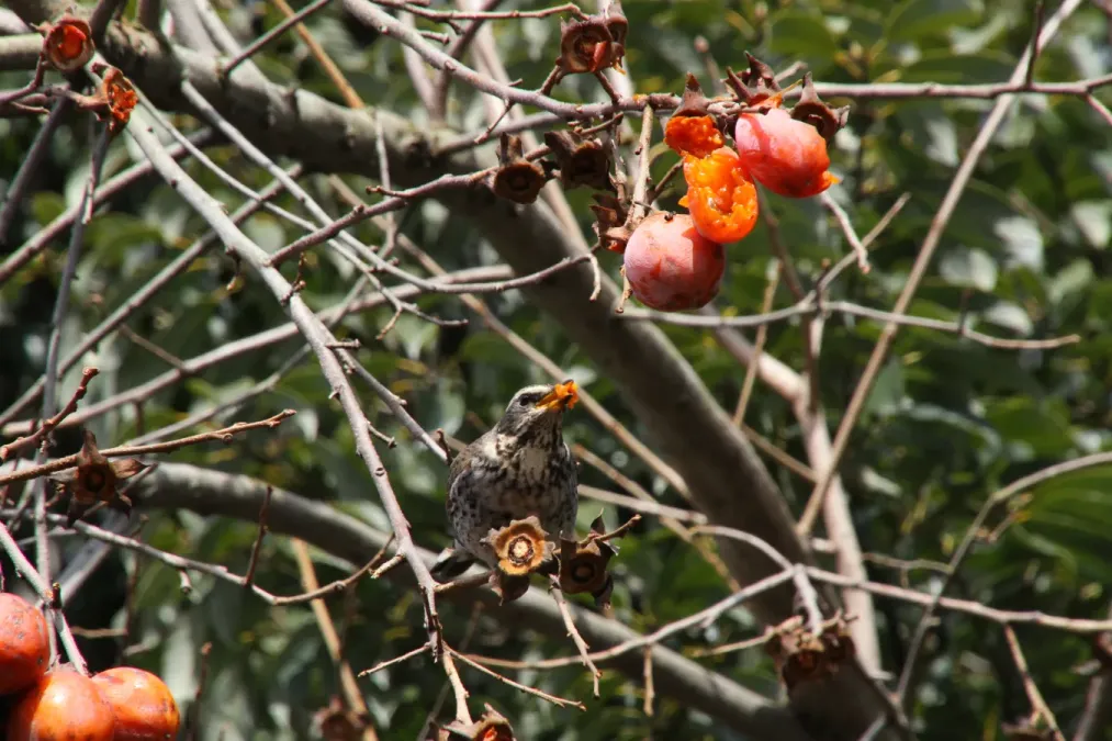 File:Turdus cardis mangeant un fruit.jpg