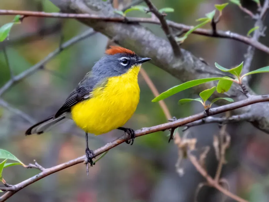 File:Myioborus brunniceps Brown-capped Redstart, San Javier, Córdoba, Argentina.jpg