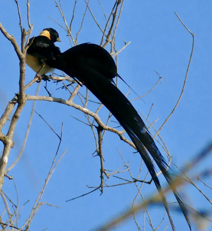 File:Long-tailed Paradise Whydah (Vidua paradisaea) male ... (52206269409).jpg