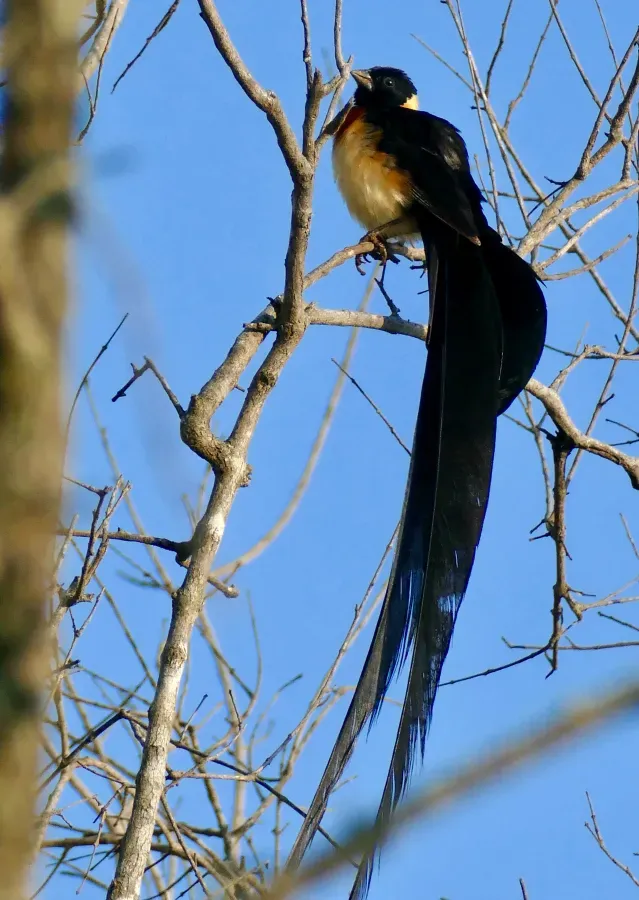 File:Long-tailed Paradise Whydah (Vidua paradisaea) male ... (51893796462).jpg